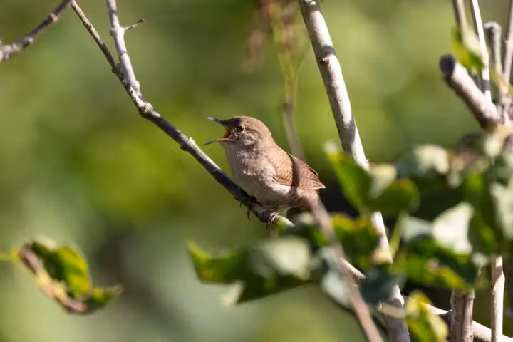 Nature Images